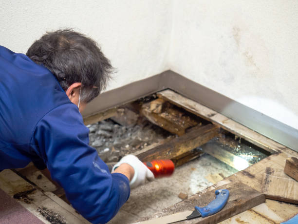 Best Mold Removal Company Near Me  in Lawrence, MA