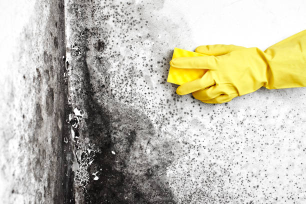 Mold Removal Process in Lawrence, MA