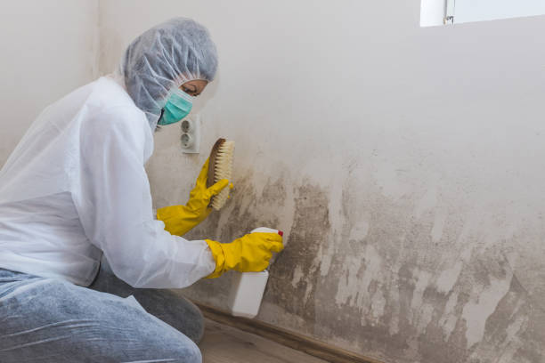 Reliable Lawrence, MA Mold Removal Solutions