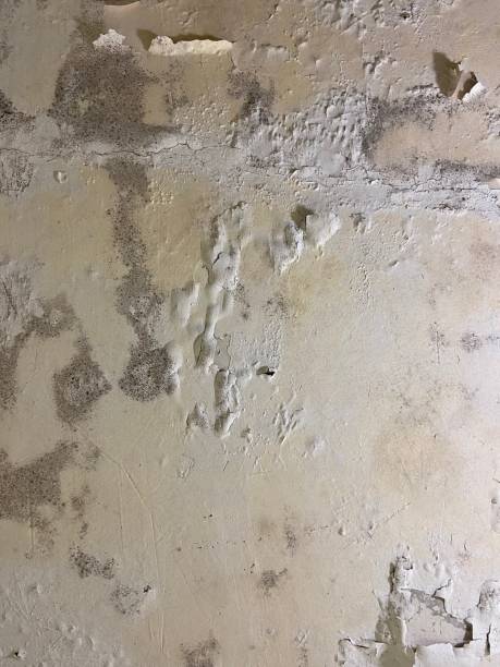Best Affordable Mold Removal  in Lawrence, MA