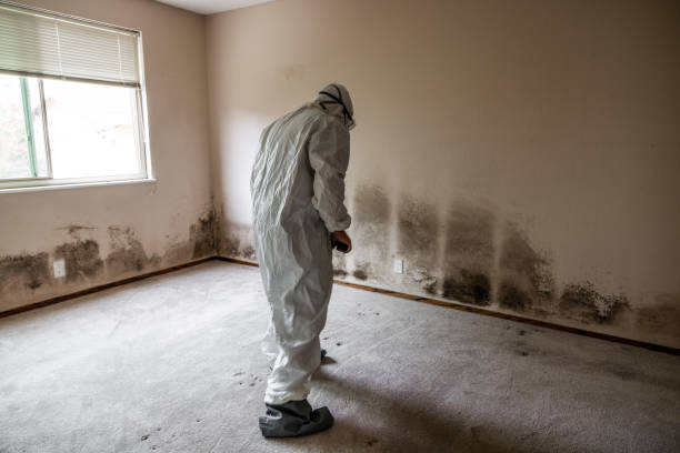 Best Local Mold Removal Service  in Lawrence, MA