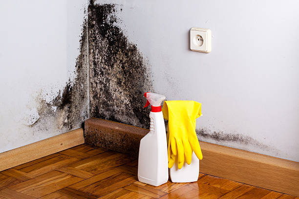 Best Mold Damage Repair  in Lawrence, MA