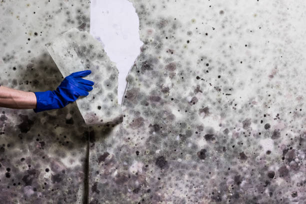Best Mold Cleaning Services  in Lawrence, MA