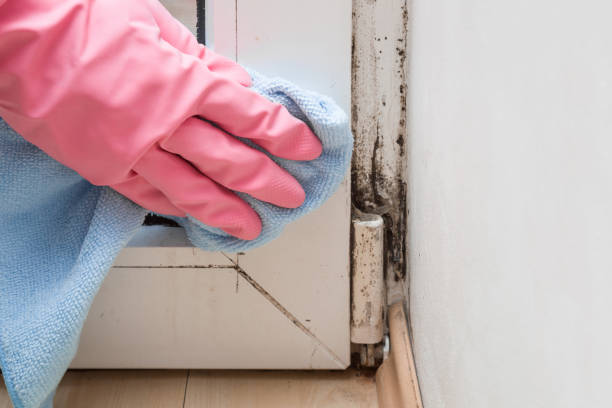 Best Local Mold Removal Service  in Lawrence, MA