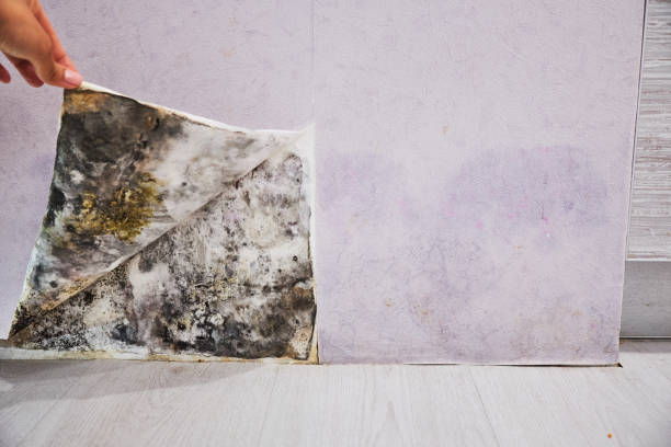 Best Home Mold Removal  in Lawrence, MA